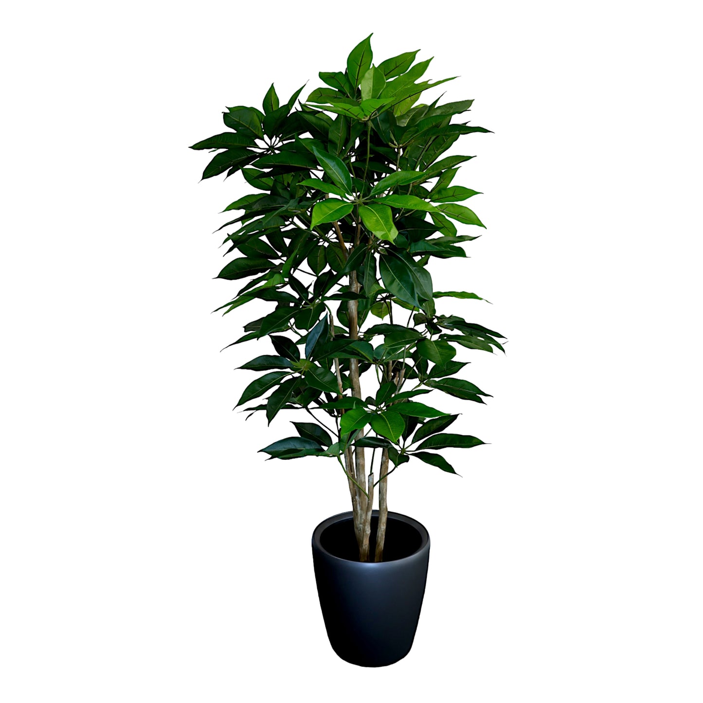Schefflera Tree without Planter