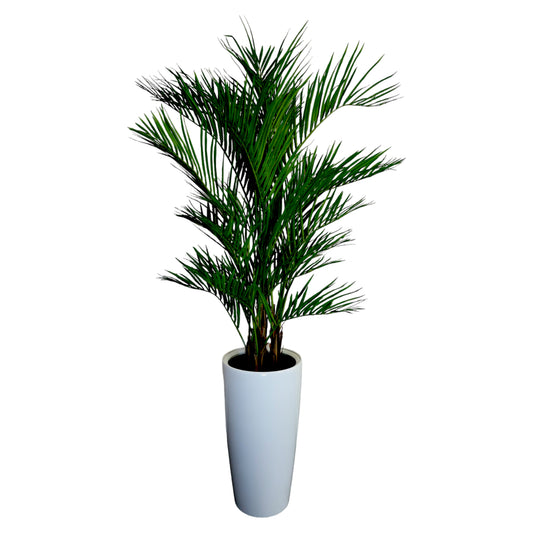 Areca Palm without planter