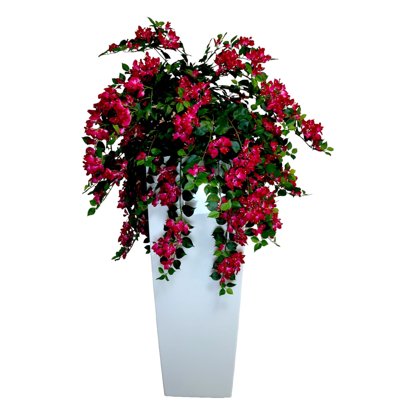 Bougainvillea Plant in White Planter