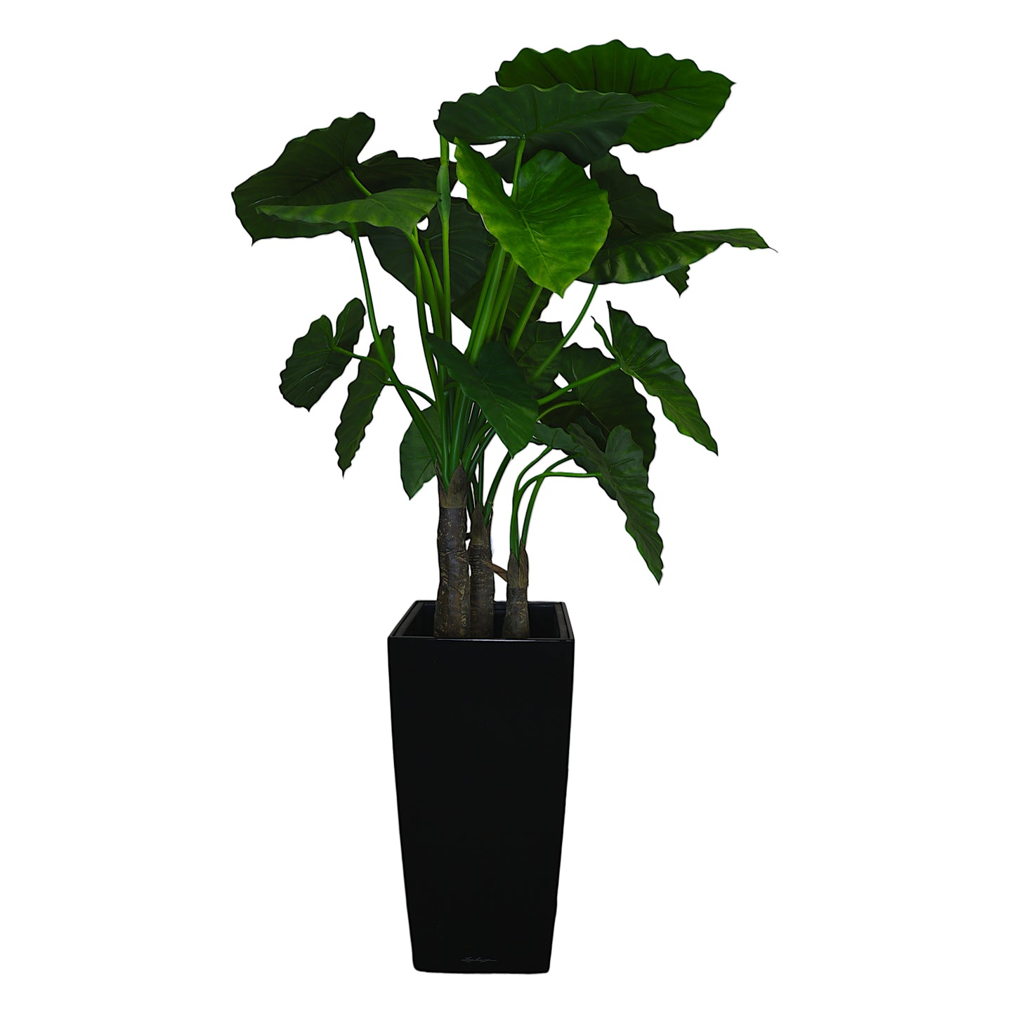 Elephant Ear Plant without Planter