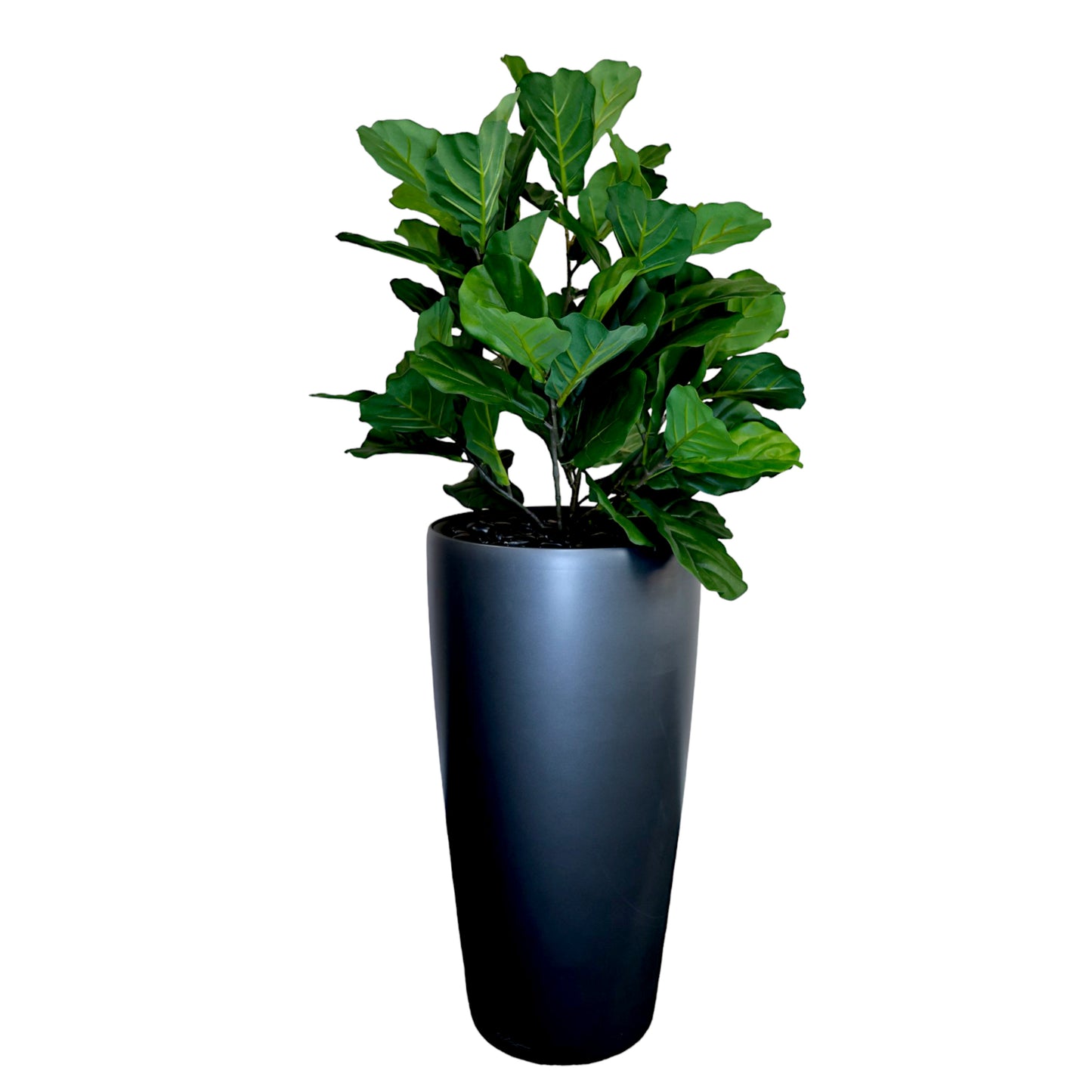 Fiddle Plant in Tall Planter