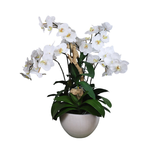 White Phalaenopsis Silk Orchid in White Ceramic Vase