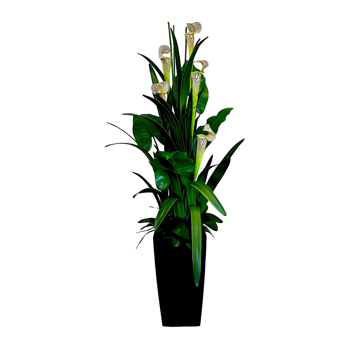 Picher Plant Arrangement in Black Square Planter