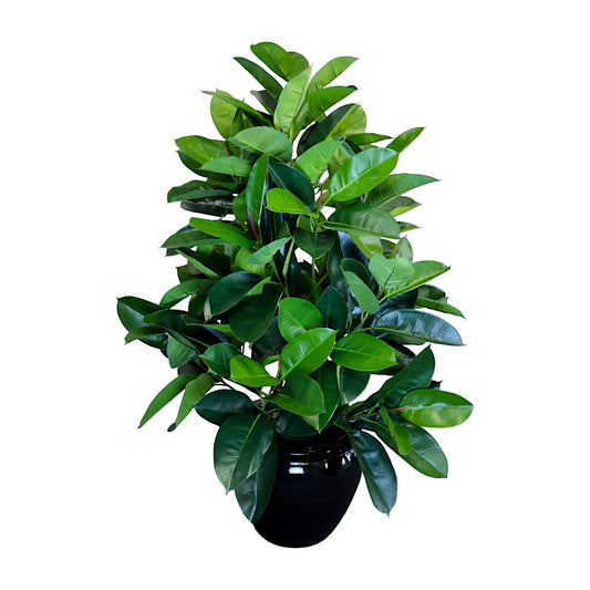 Rubber Plant without Planter