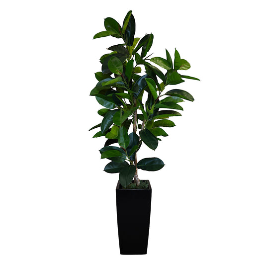 Rubber Plant Tree without Planter