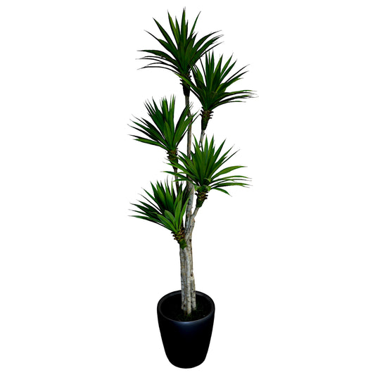 Yucca Tree without Planter