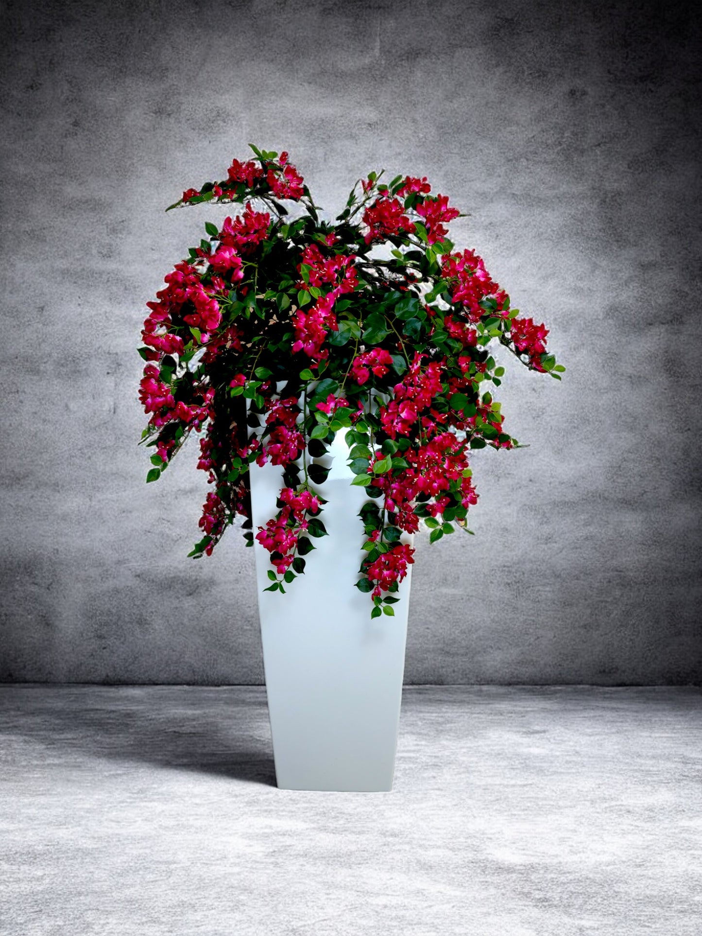 Bougainvillea Plant in White Planter