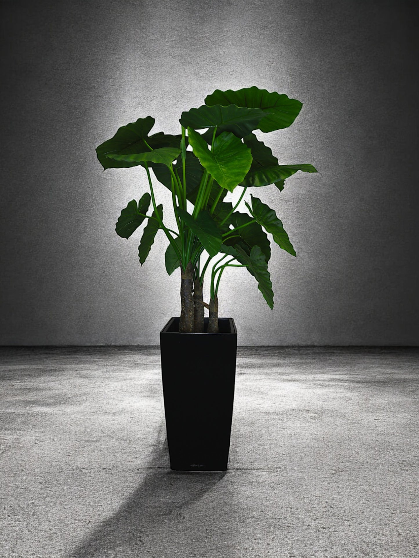 Elephant Ear Plant without Planter