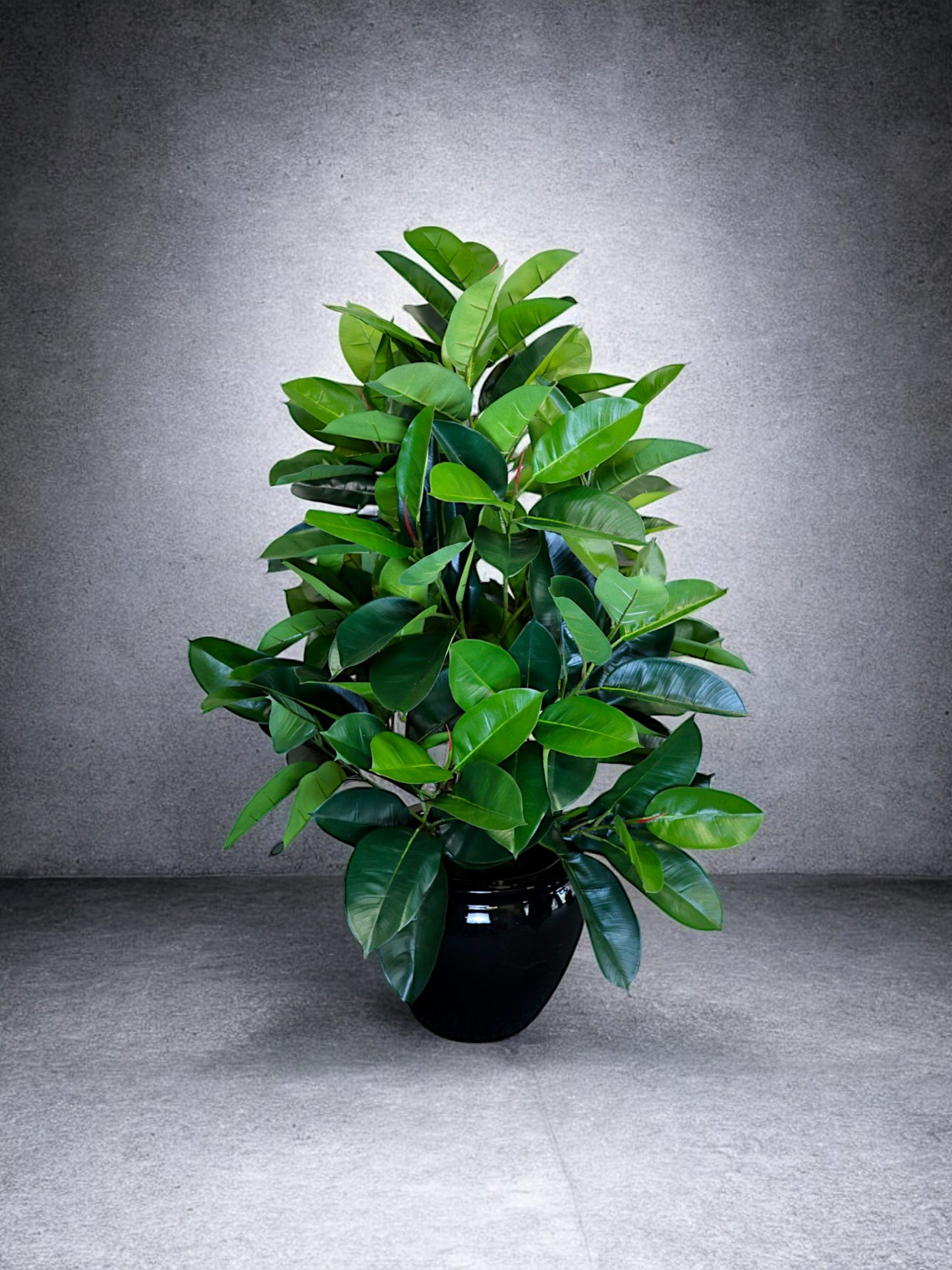 Rubber Plant without Planter