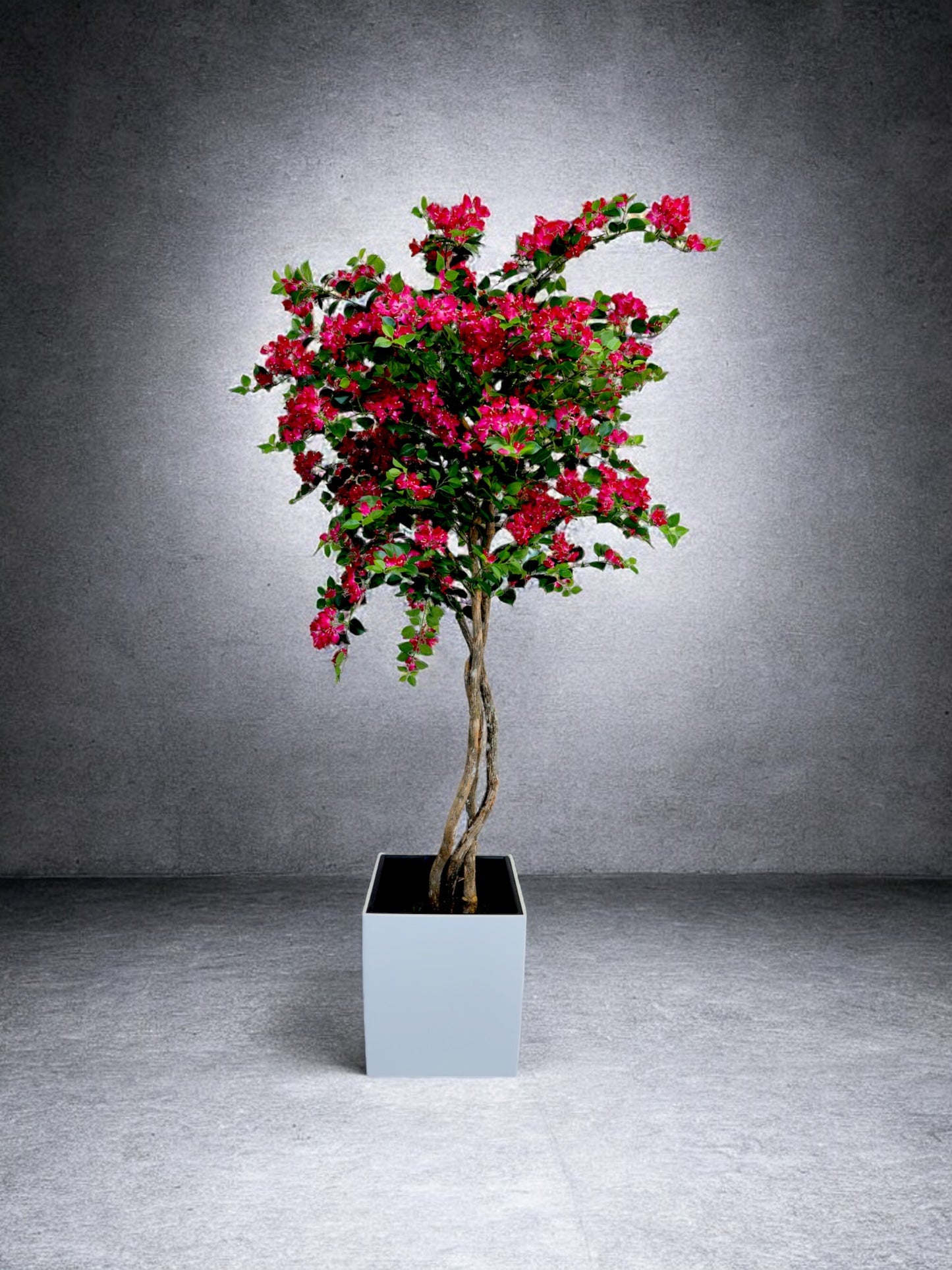 Bougainvillea Tree without Planter