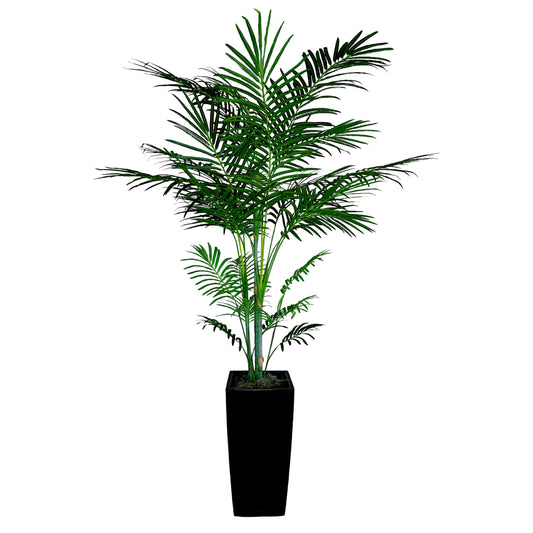 Areca Palm without Planter