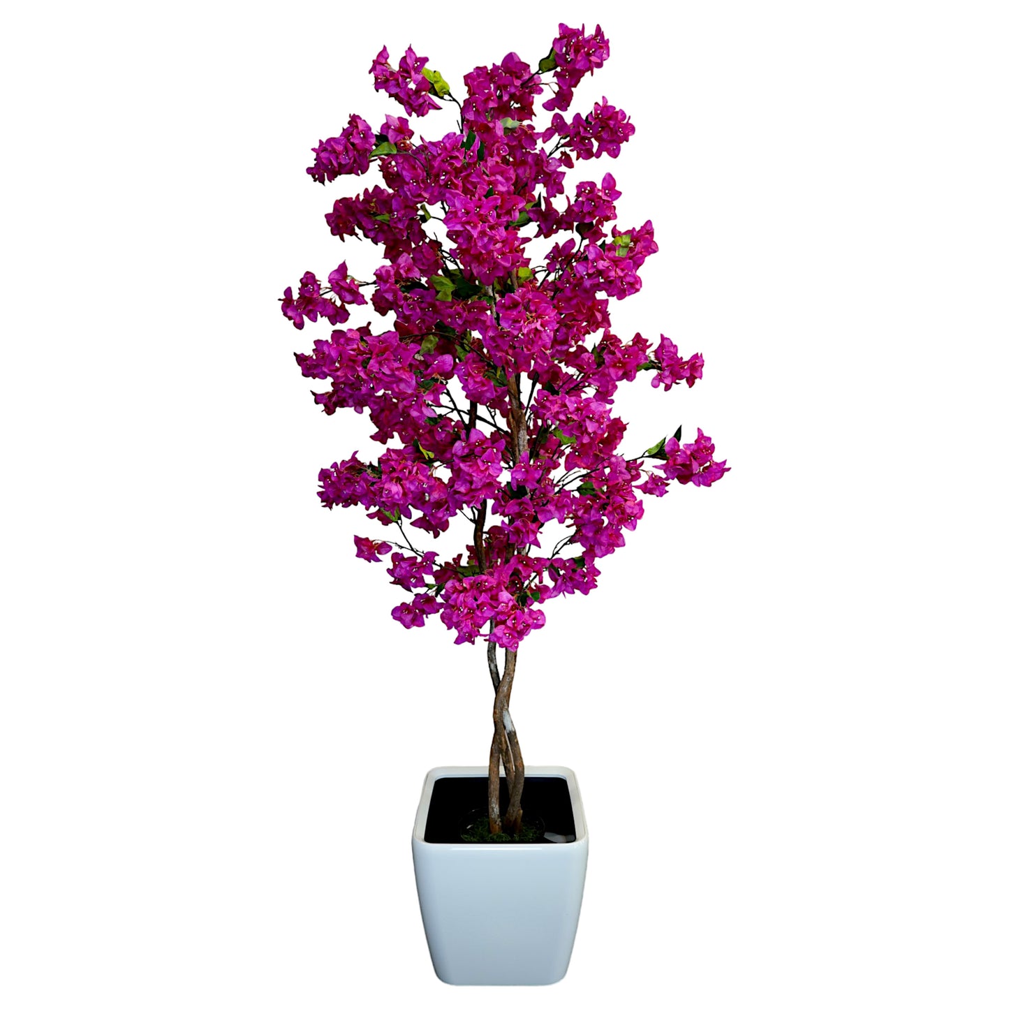 Pink Paperflower Tree without Planter