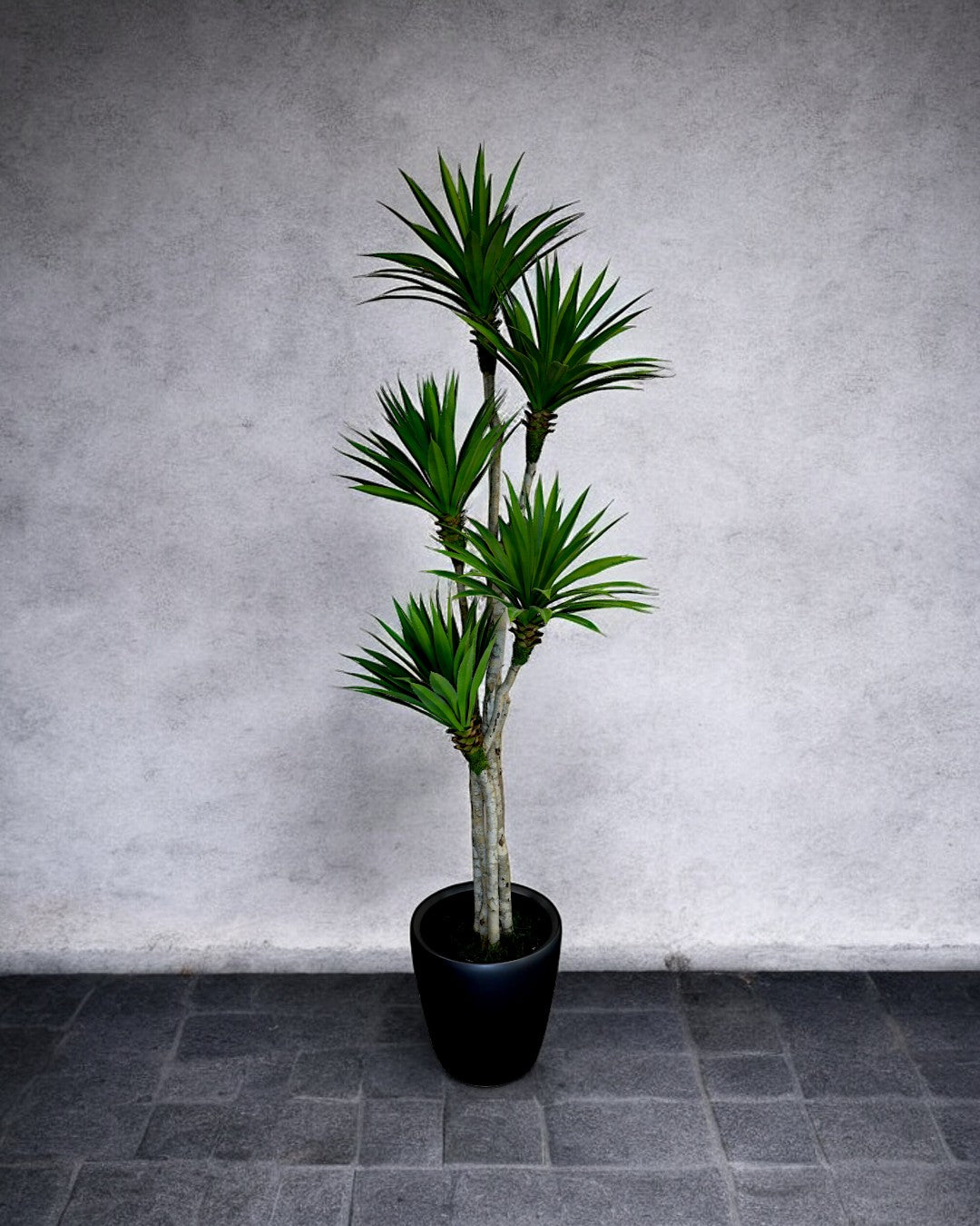 Yucca Tree without Planter