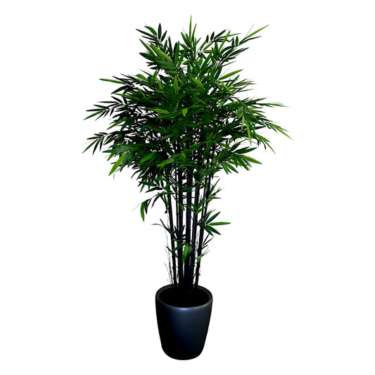 Black Bamboo without Planter