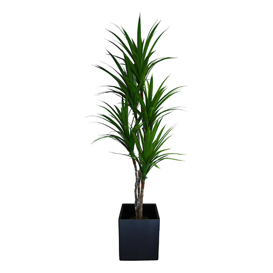 Dracaena Tree