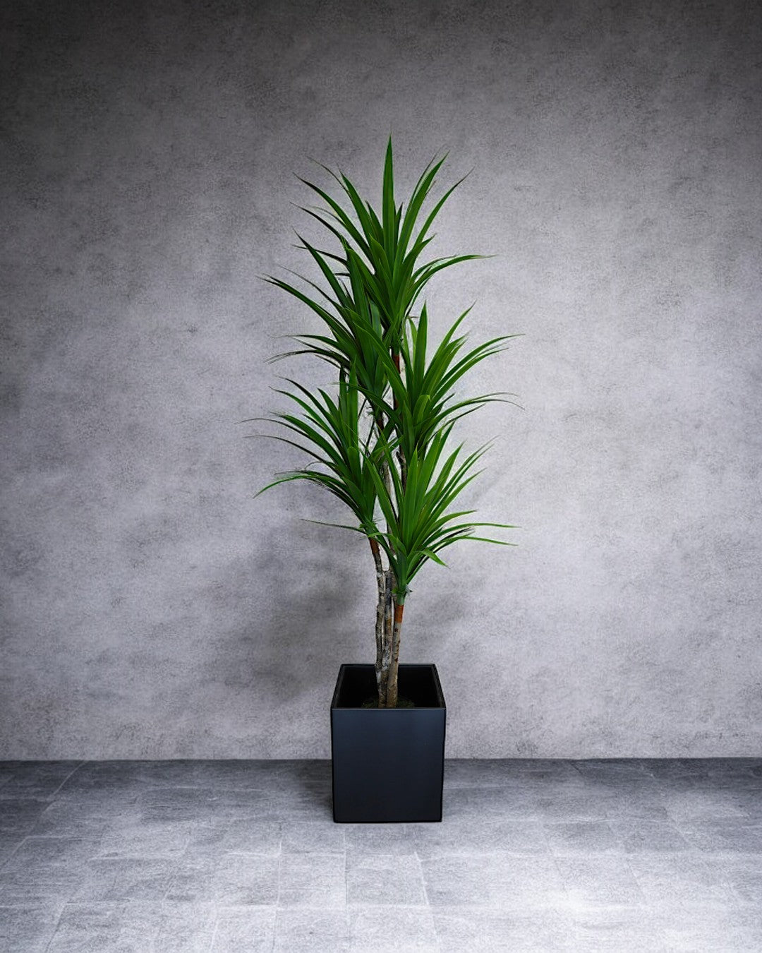 Dracaena Tree