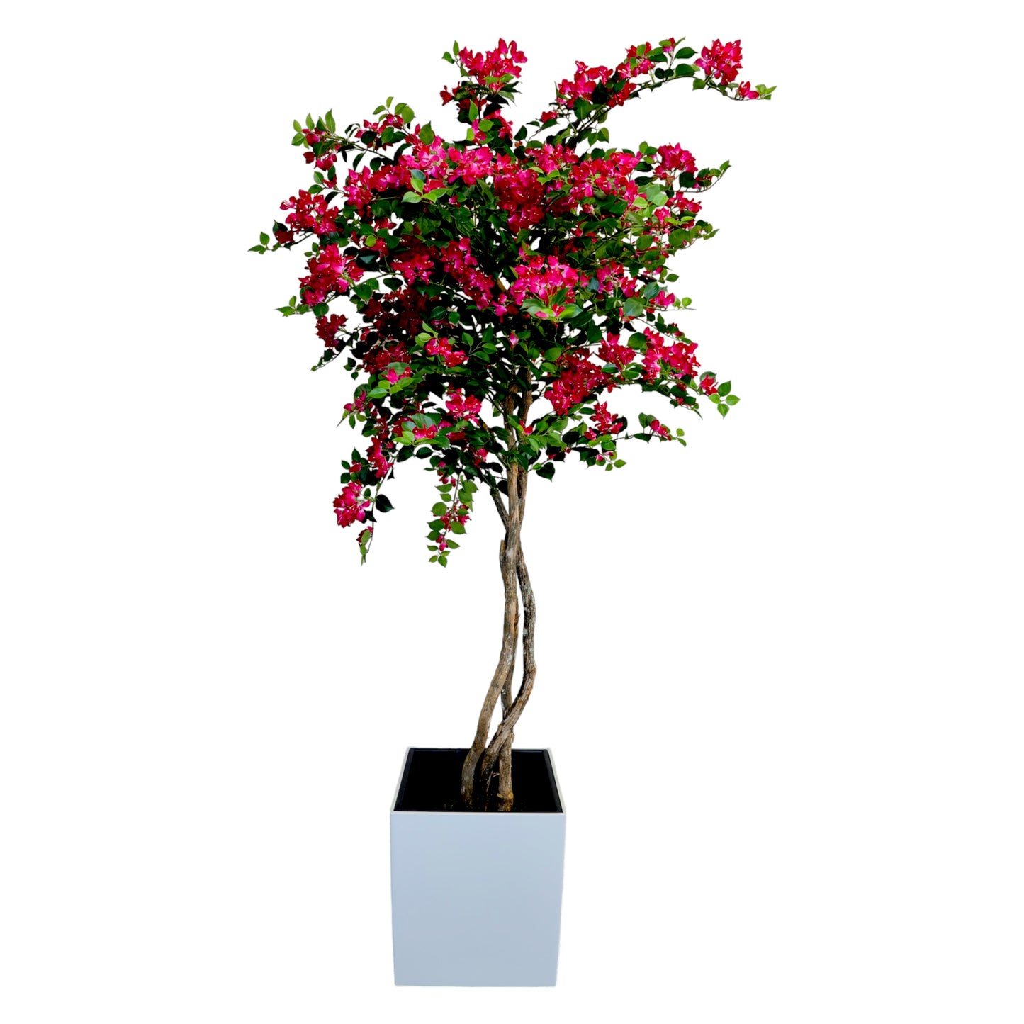 Bougainvillea Tree without Planter