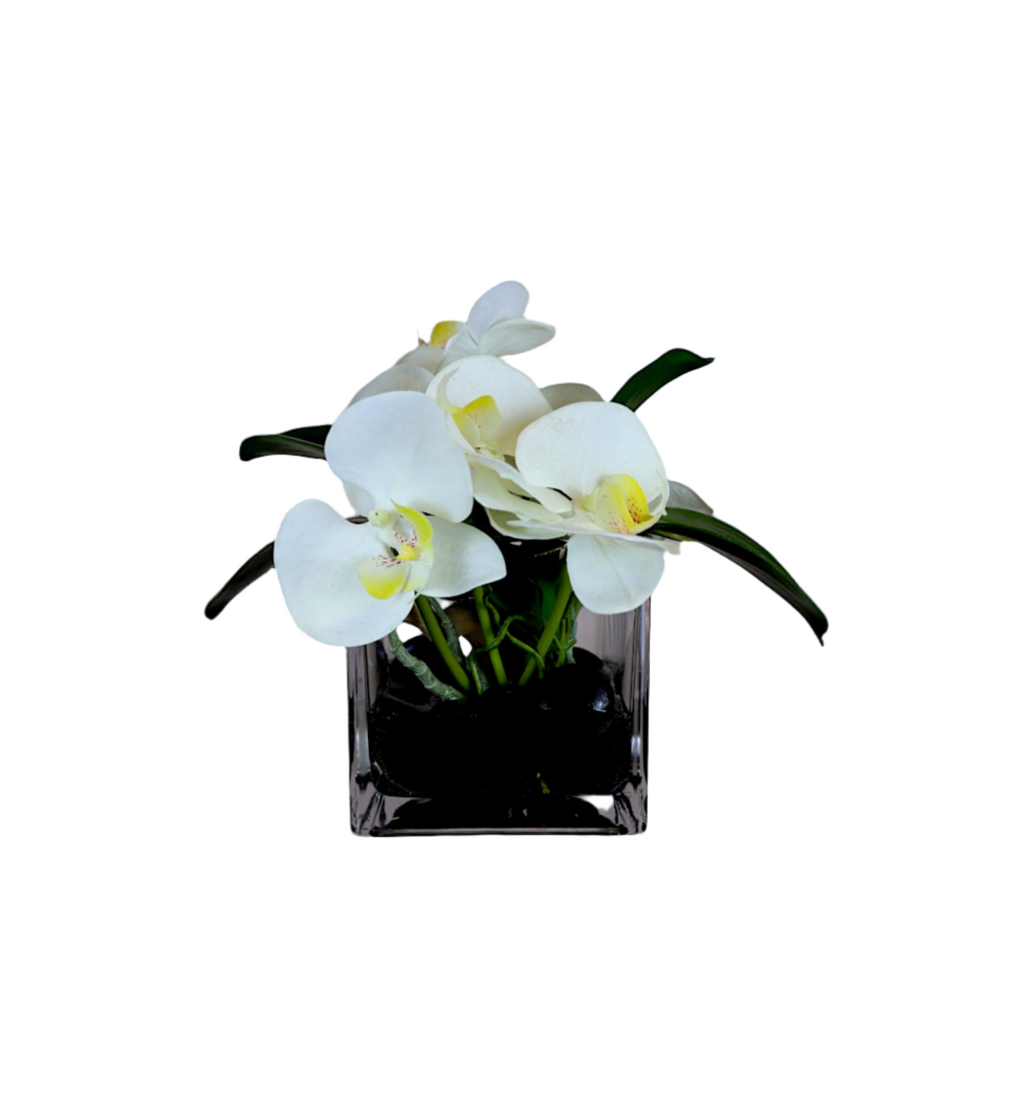 Waterlook Orchid Arrangement in Square Vase