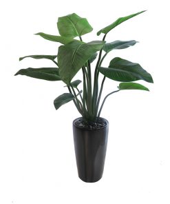Curcuma Plant