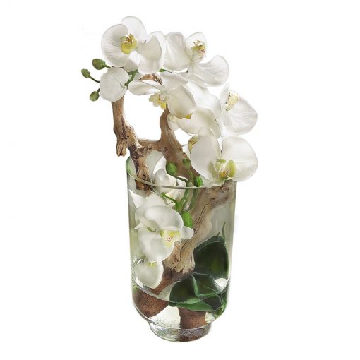 White Phalaenopsis Orchid in Tall Glass Cylinder