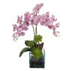 White and Purple Phalaenopsis Orchid