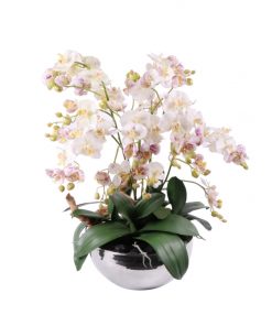 Miniature phaleanopsis orchids