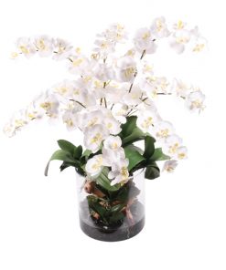 White Phaleanopsis in WaterLook Cylindrical Vase