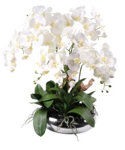 White Phaleanopsis in flat silver look vase