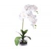 White Phaleanopsis in square glass vase