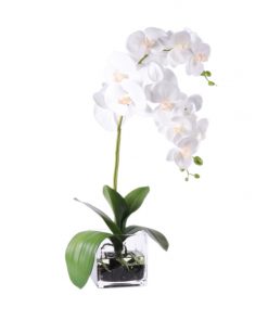 White Phaleanopsis in square glass vase