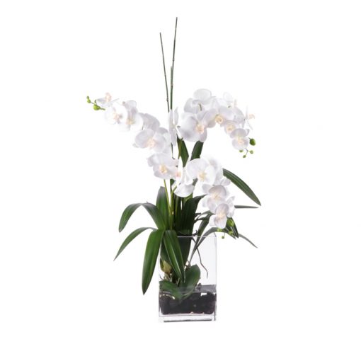 White Phalenopsia in tall square glass vase