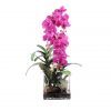 pink phaleonopsis orchid