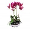Spotted Pink Phalaenopsis Orchid
