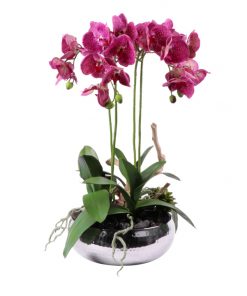 Spotted Pink Phalaenopsis Orchid