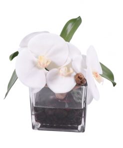 White phaleonopsis orquid in square glass vase